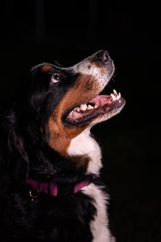 Close-up of a Bernese Mountain Dog looking upwards with curiosity and excitement.