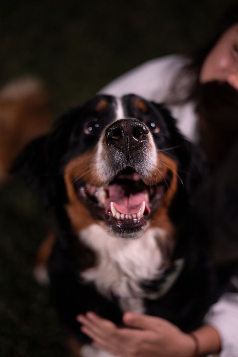 Un grand chien se fait caresser dehors par son promeneur