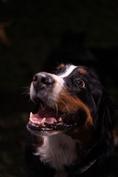dog photo