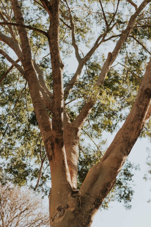 Free Sunlit tree with sprawling branches in a serene park environment. Stock Photo