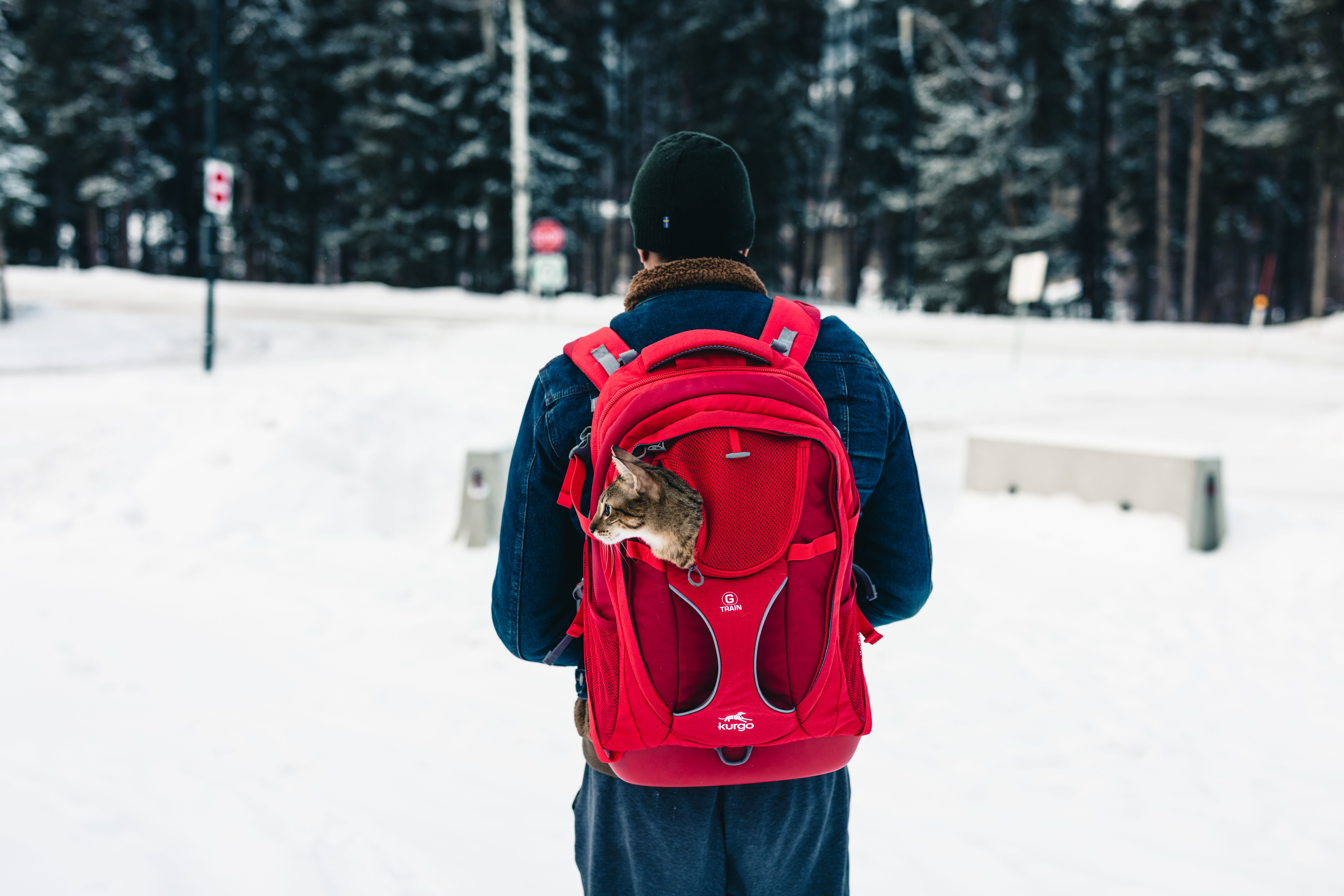 Winter Adventure in Banff with Backpacking Cat · Free Stock Photo