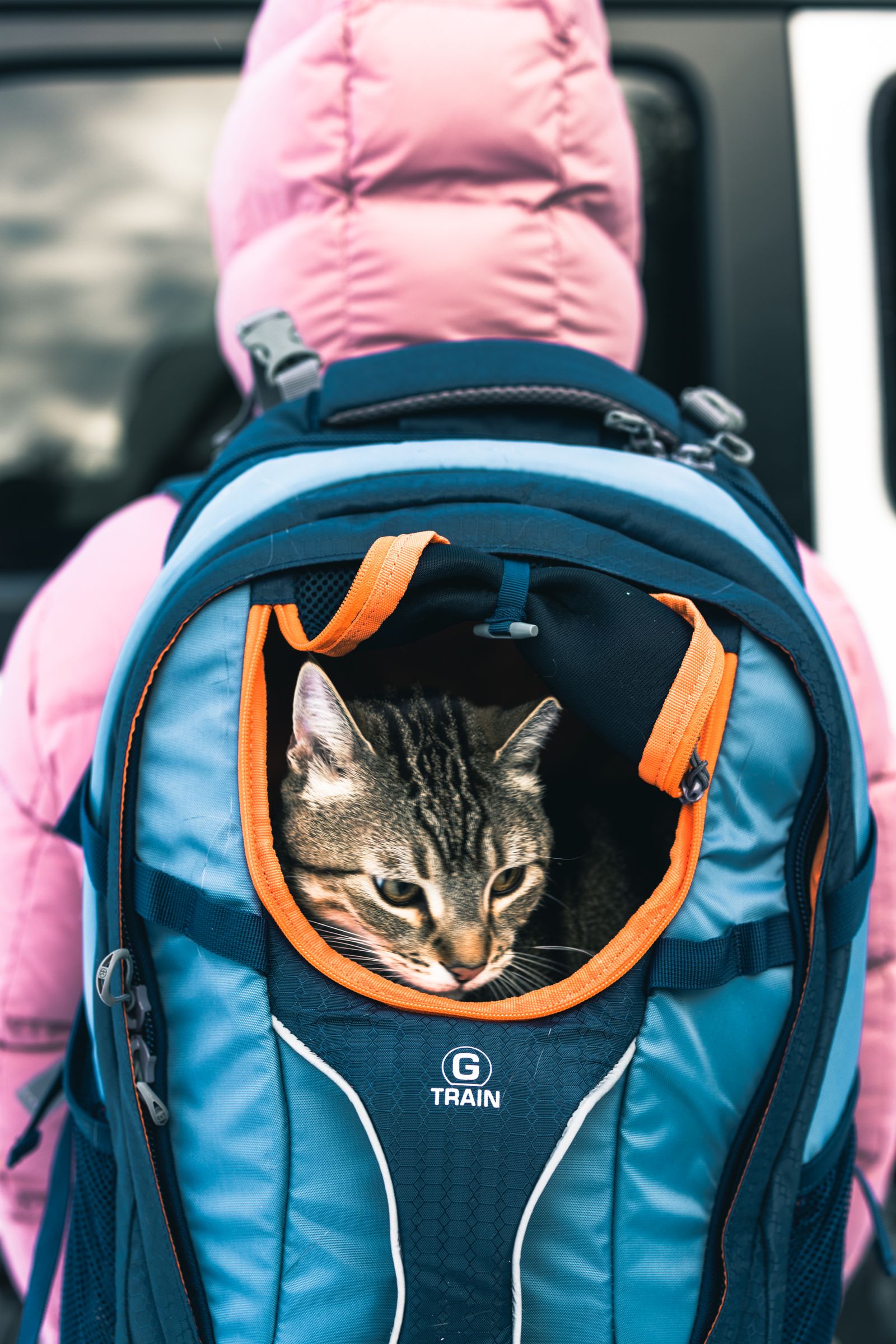 Cat riding securely in a pet backpack during an outdoor adventure