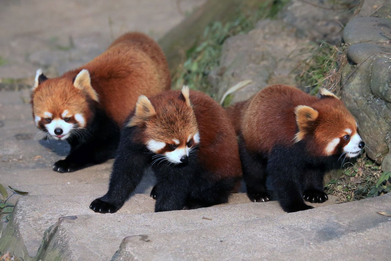 three cute red pandas exploring their outdoor habitat on a sunny day