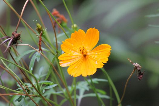 Close-up of a vibrant yellow cosmos flower with dewdrops, surrounded by green foliage in a Toronto garden.