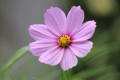 Free A detailed close-up of a pink Cosmos flower with a vibrant yellow center. Stock Photo