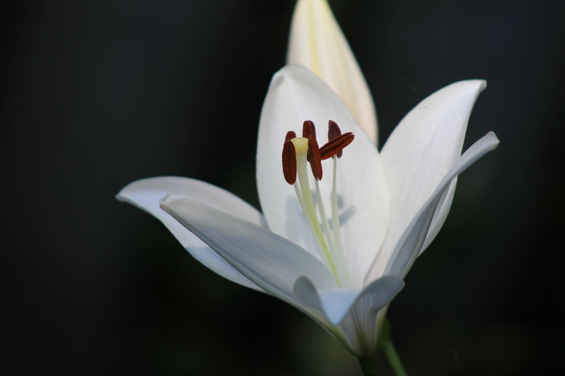Close-up of a White Lily Flower in Bloom · Free Stock Photo