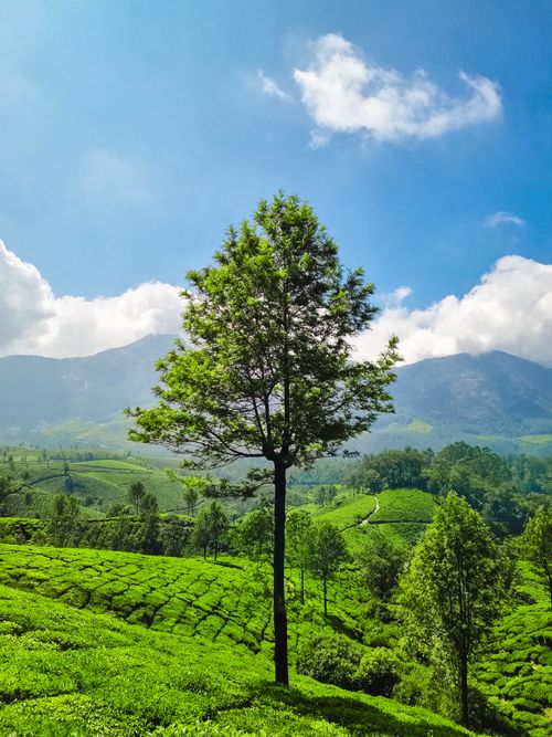 Free Breathtaking view of vibrant tea plantations and mountains under a clear blue sky in Munnar, India. Stock Photo