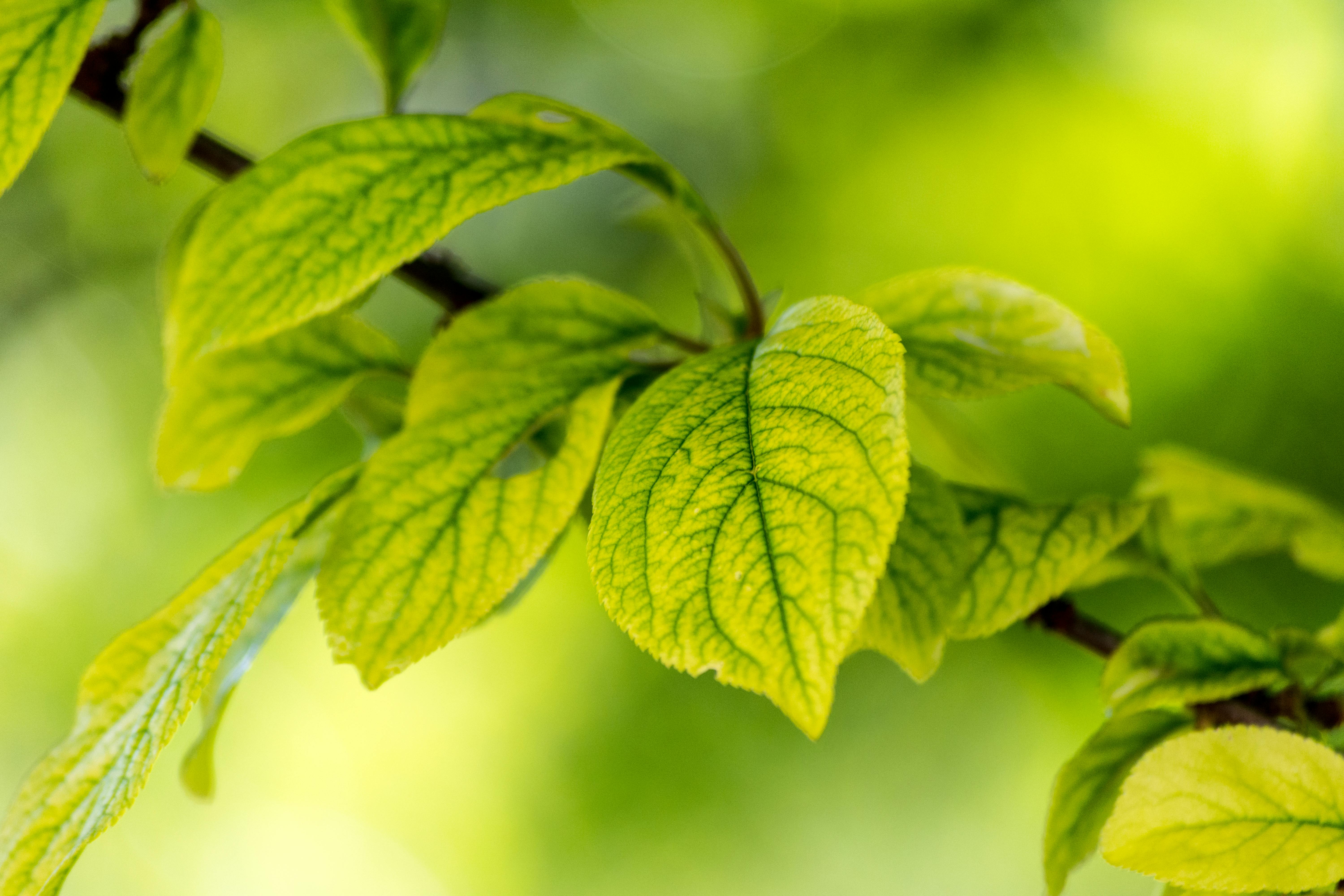 Detailed close-up of lush green leaves on a branch, epitomizing spring's vitality.