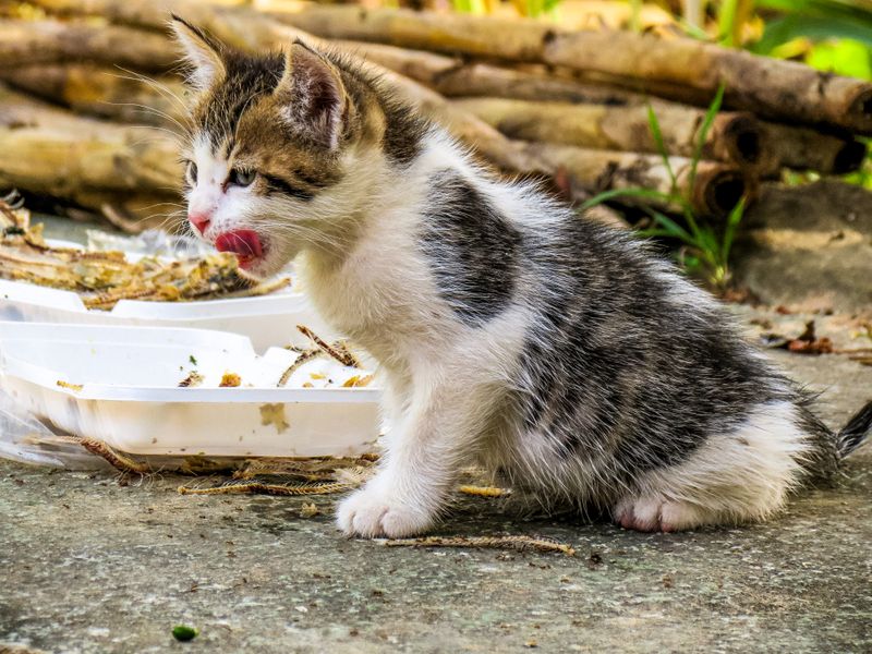 Gatito lamiéndose el hocico tras comer