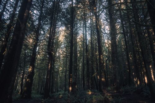 Free Sunlight filtering through a dense forest canopy creating a serene and mystical atmosphere. Stock Photo