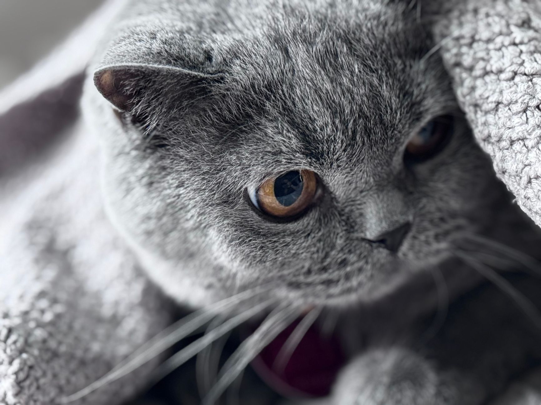 Grooming and Maintenance Requirements