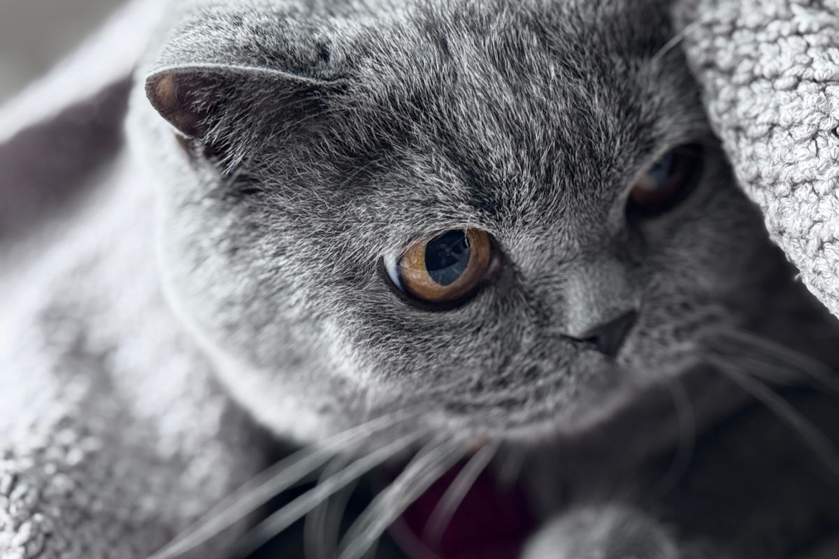 Chat stressé : signes et solutions apaisantes - Créer un environnement apaisant pour un chat stressé