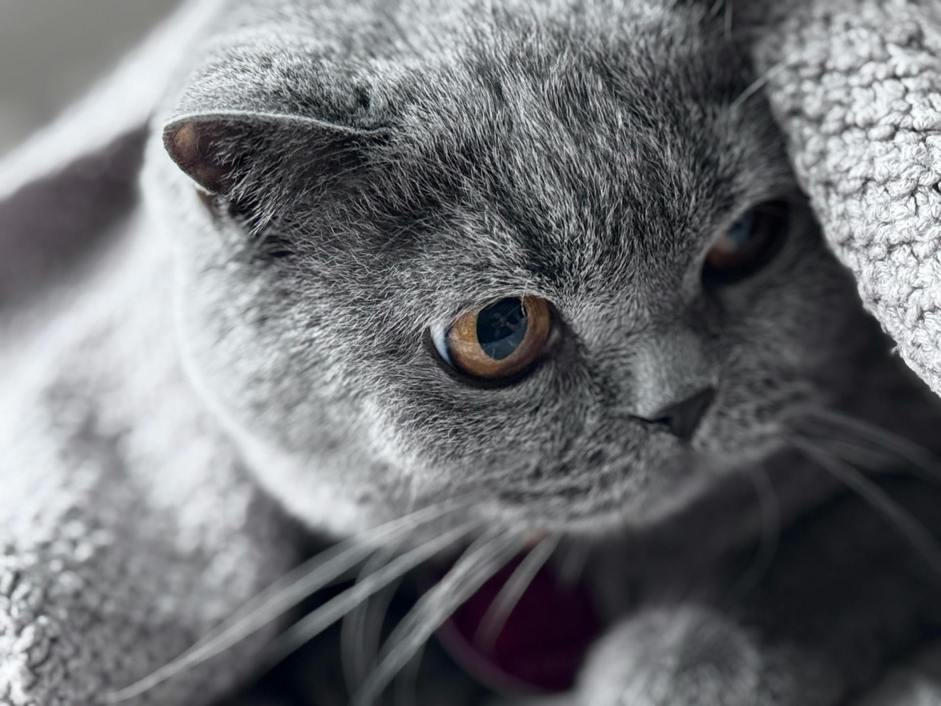 A cozy close-up of a fluffy grey cat wrapped in a warm blanket. Perfect for pet lovers.