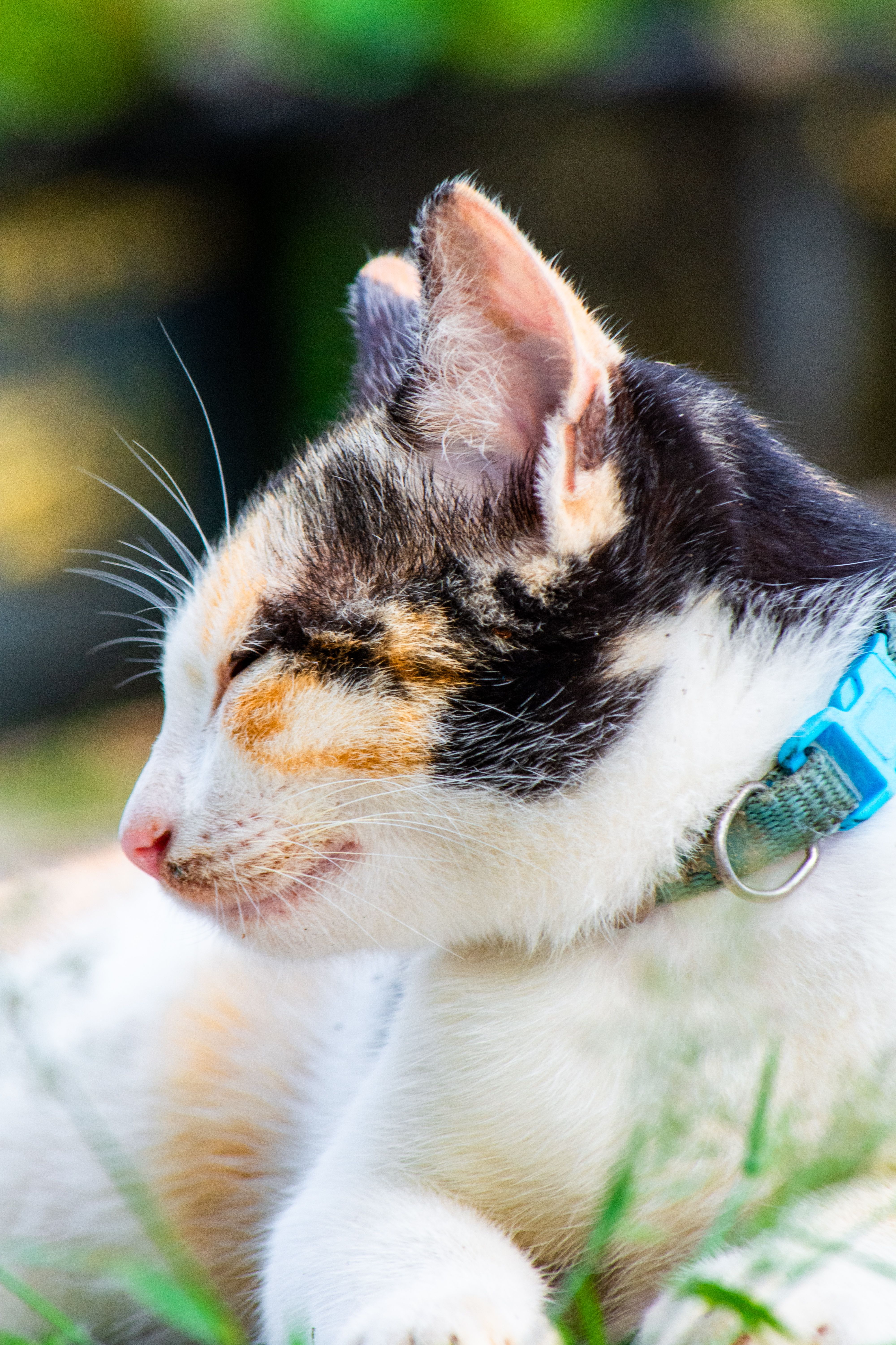 Colônia Pet