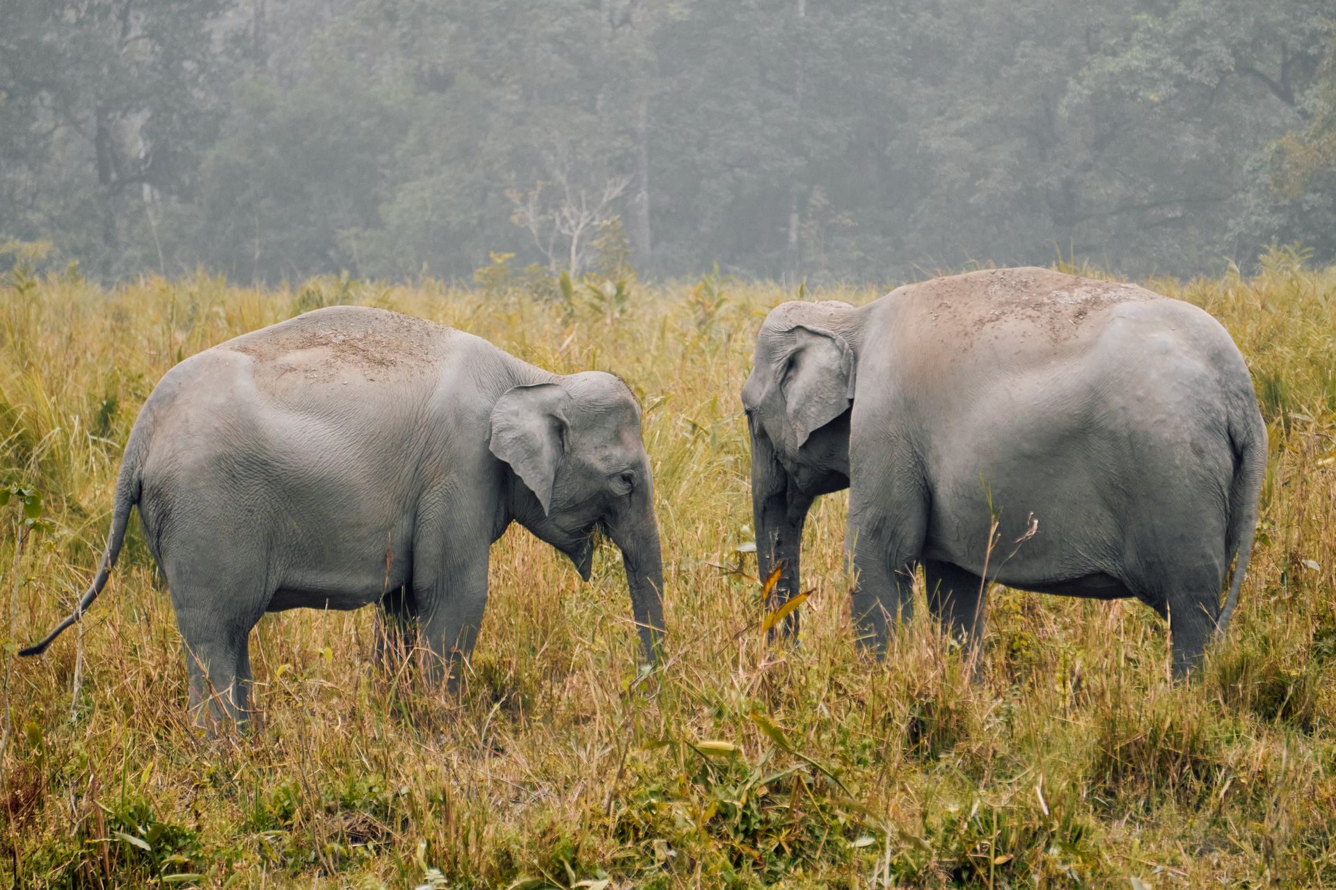 Two Elephant's Snack Time in the Grassland