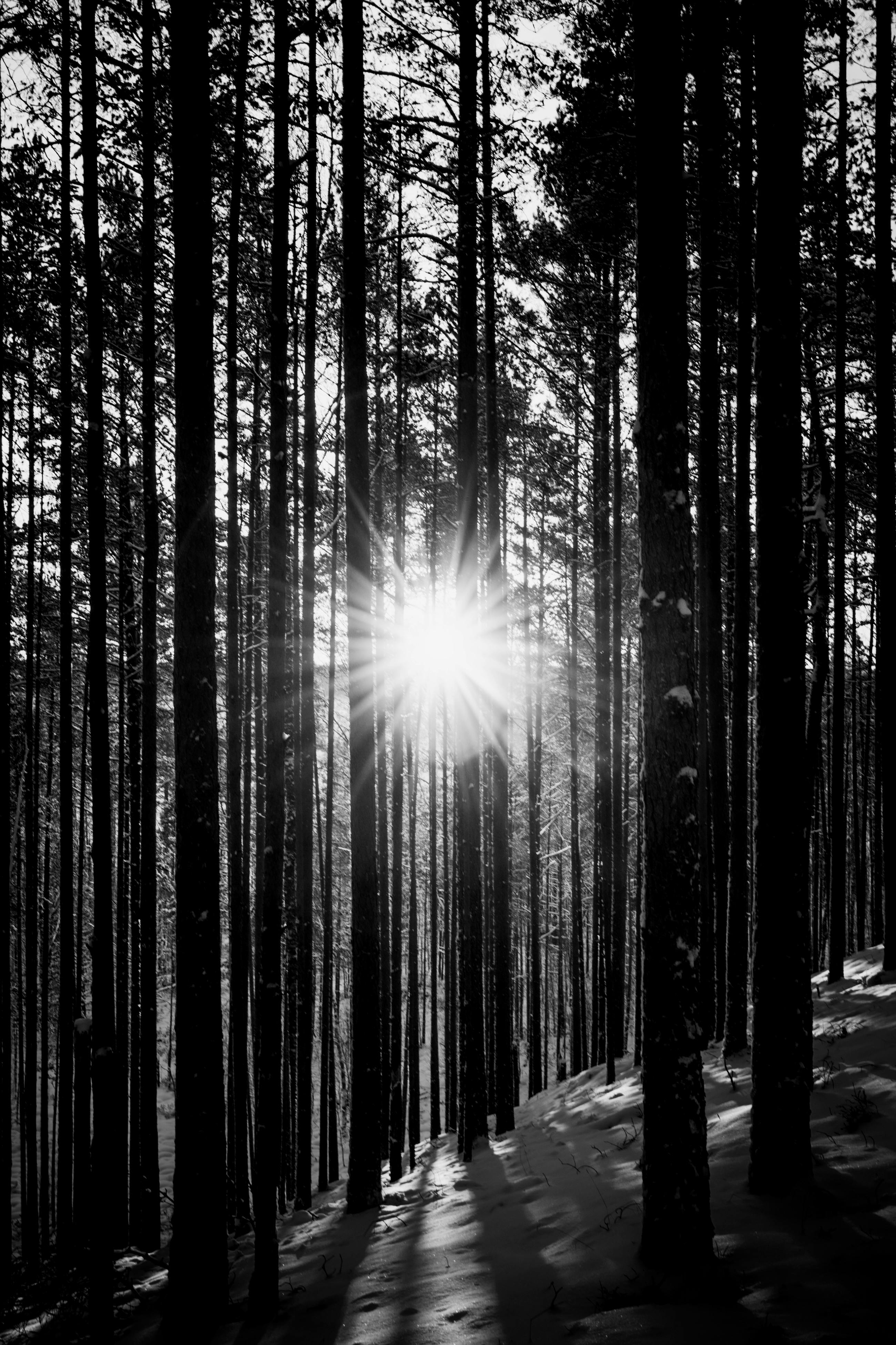 Black and white image of sunlight shining through tall winter trees, creating dramatic shadows.