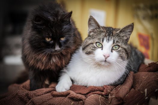 Two cats, a white and tabby mix and a fluffy black cat, relaxing indoors on a blanket.