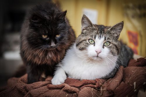 Free Two cats, a white and tabby mix and a fluffy black cat, relaxing indoors on a blanket. Stock Photo