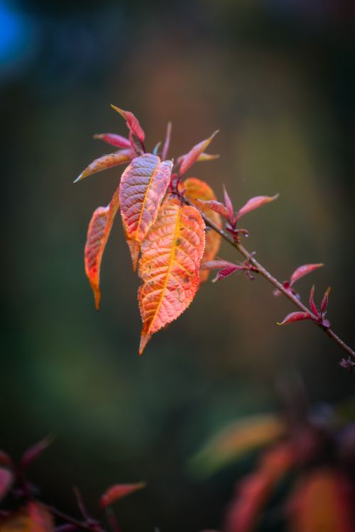Free Detailed shot of colorful autumn leaves on a branch with a blurred background. Stock Photo