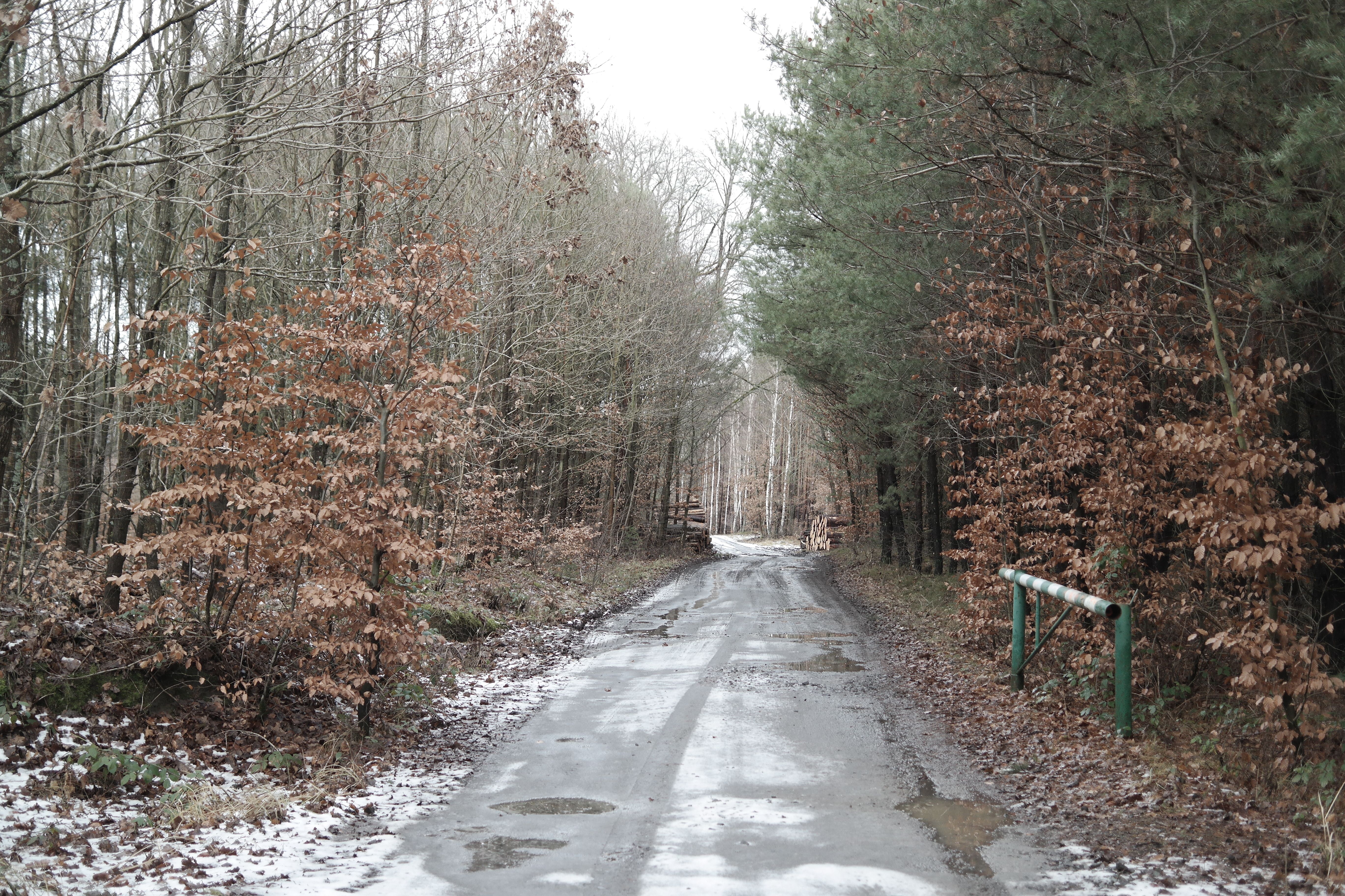 Snowy Forest Path in Early Winter · Free Stock Photo