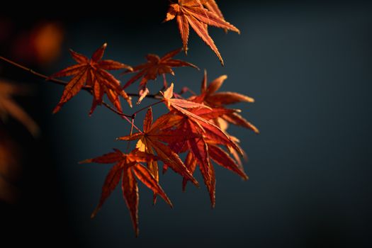 Close-up of vivid red maple leaves in fall sunlight, symbolizing autumn beauty.