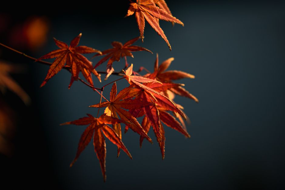Close-up of vivid red maple leaves in fall sunlight, symbolizing autumn beauty.