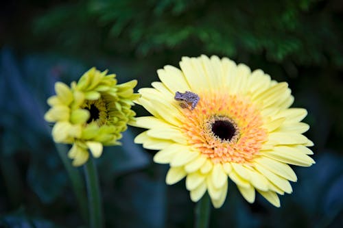 Free stock photo of american green tree frog, gerbera daisy