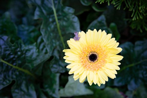 Free stock photo of american green tree frog, gerbera daisy