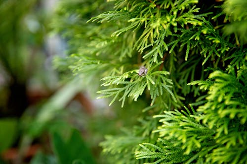 Ingyenes stockfotó amerikai zöld fa béka, béka, karácsonyfa témában