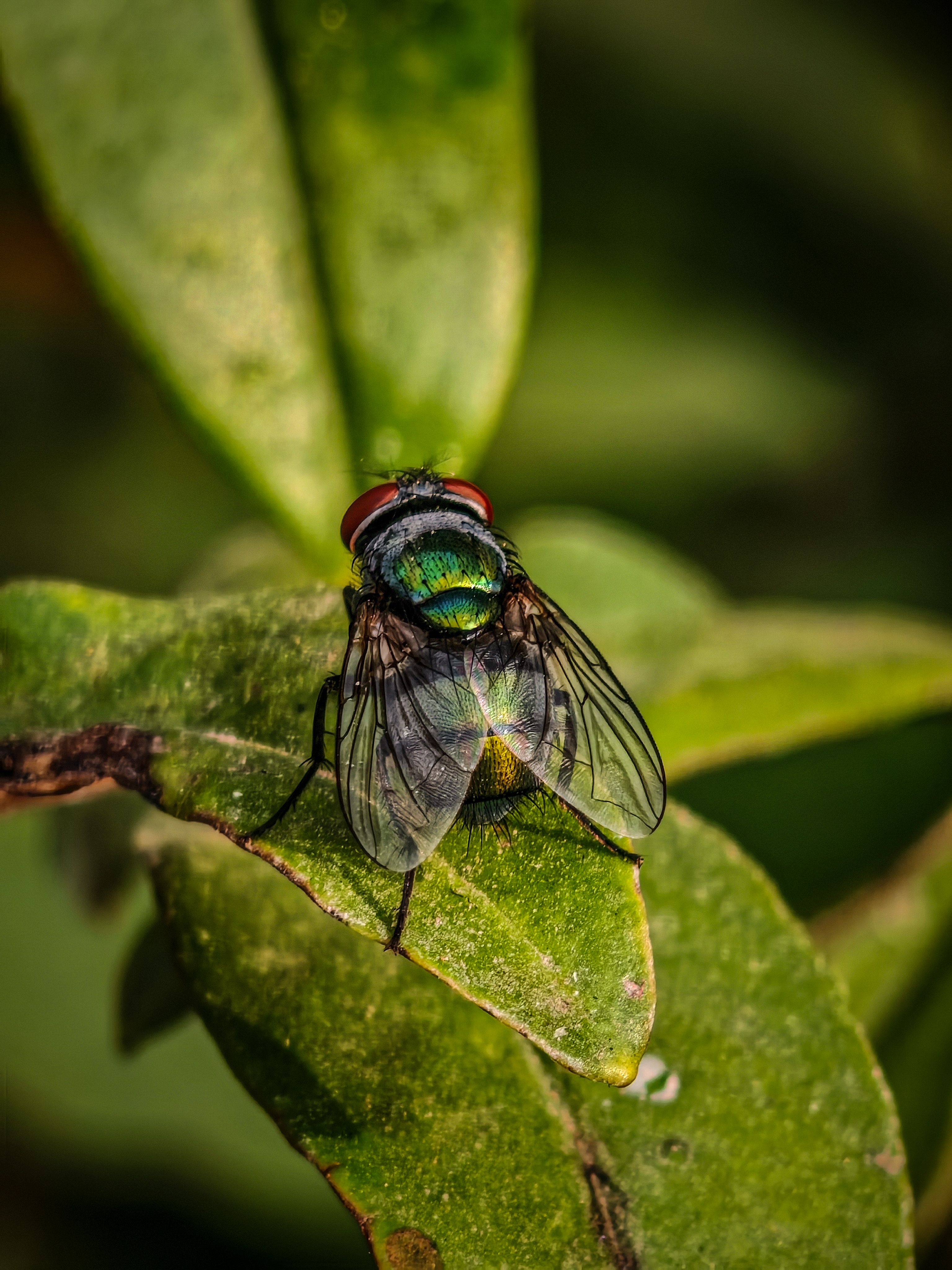 Close-up of a Green Bottle Fly on Leaf · Free Stock Photo
