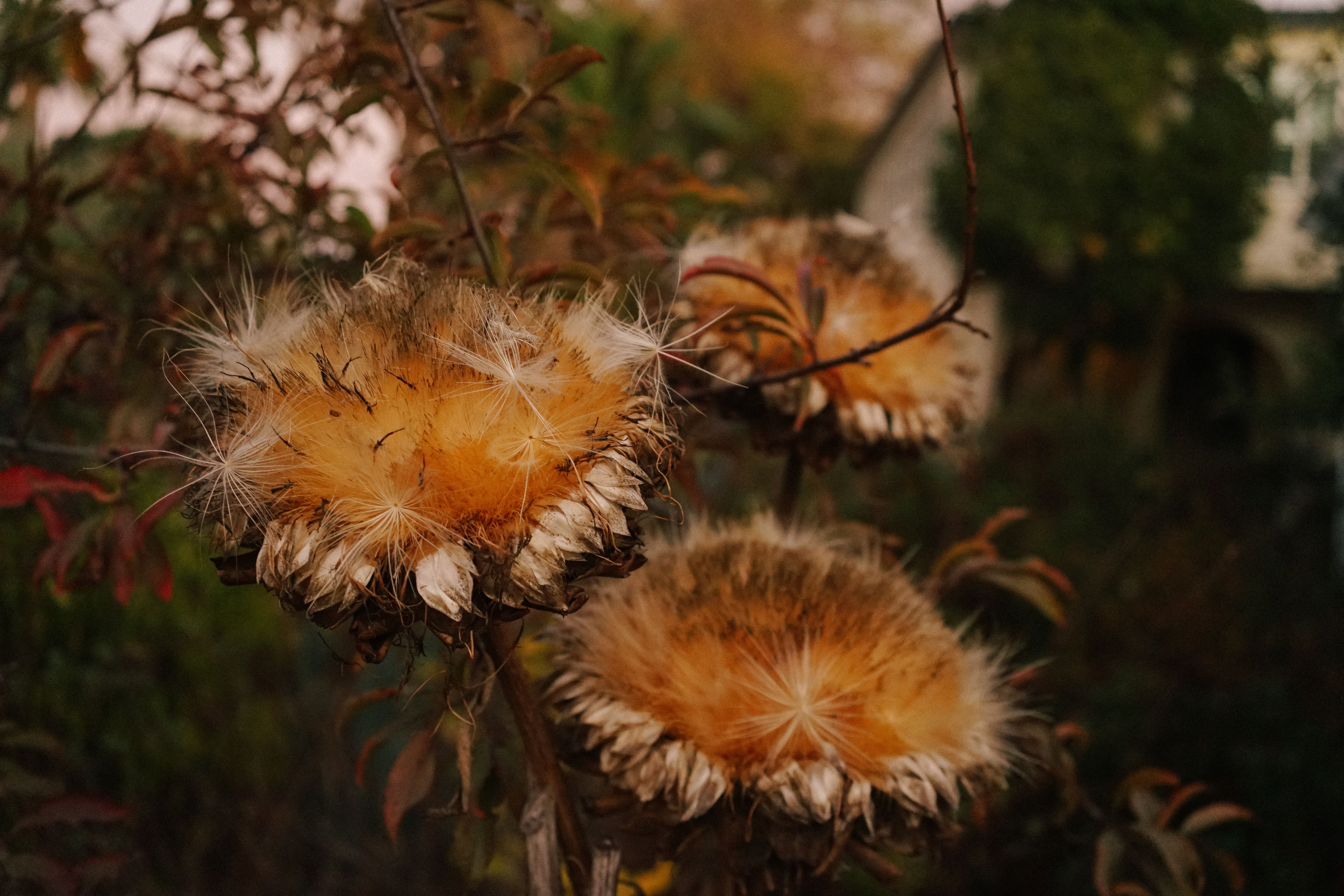 Fall Perennial Seeds To Plant Now