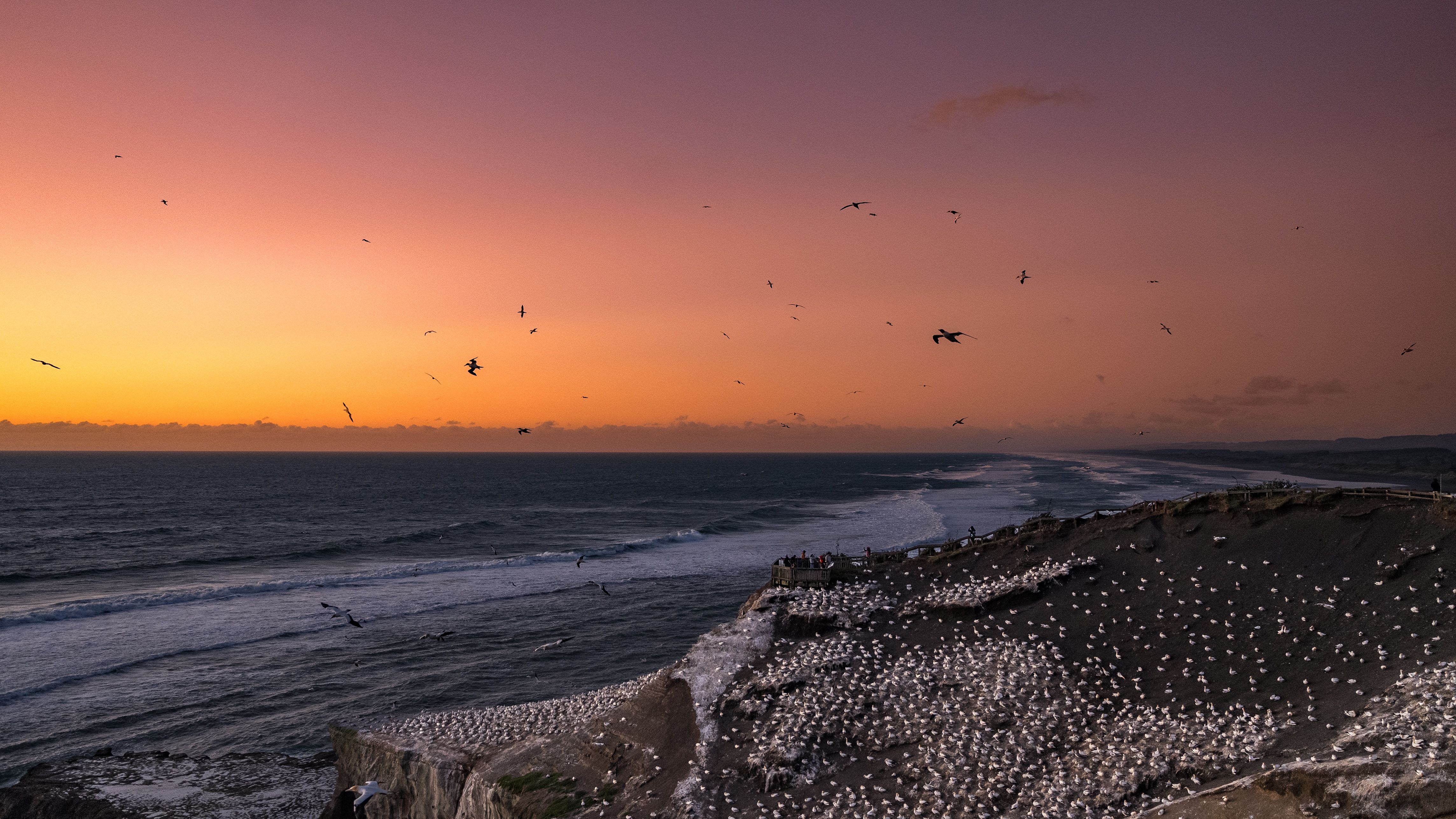 Muriwai Muriwai