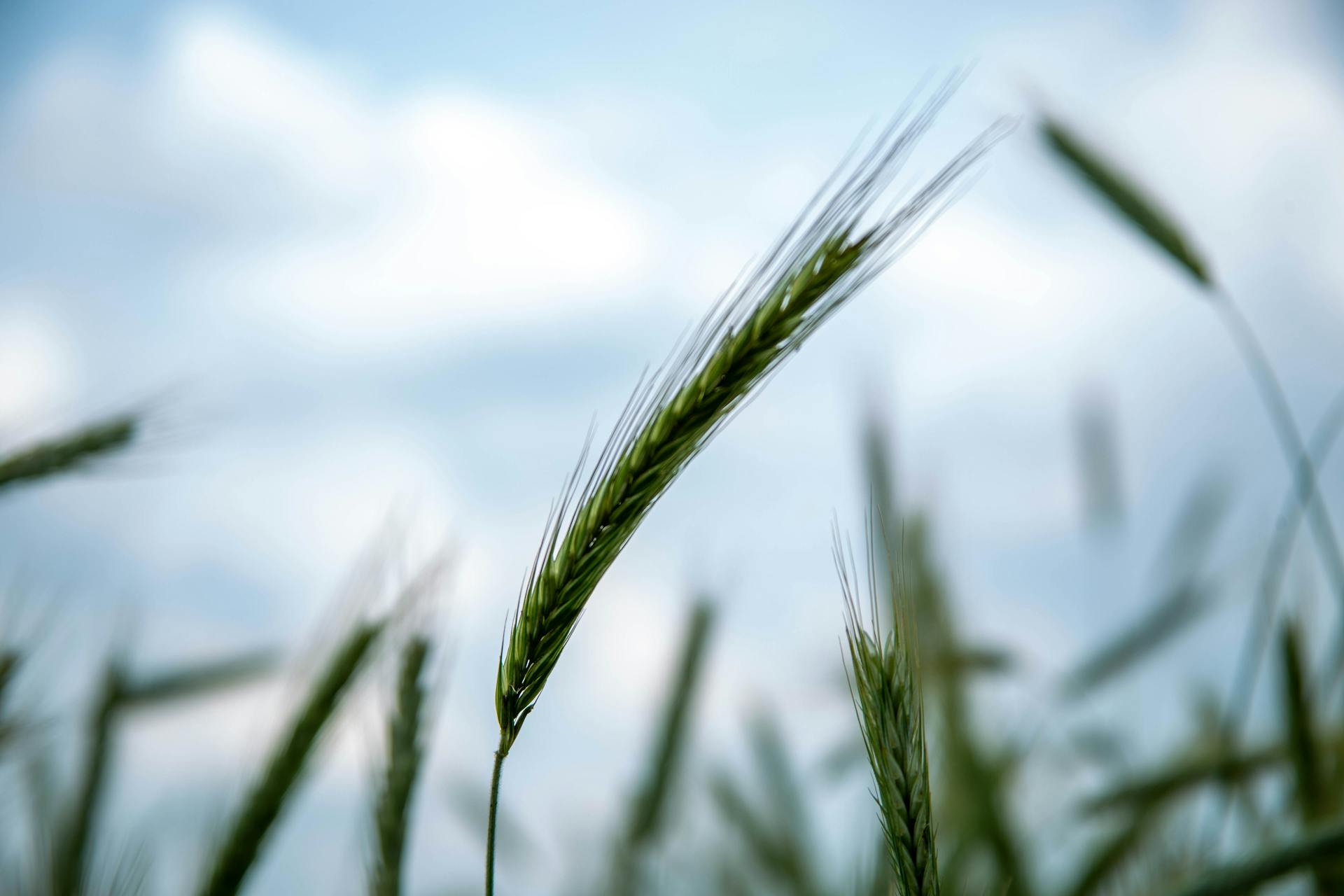 Free stock photo of agricultural field, agriculture, grain