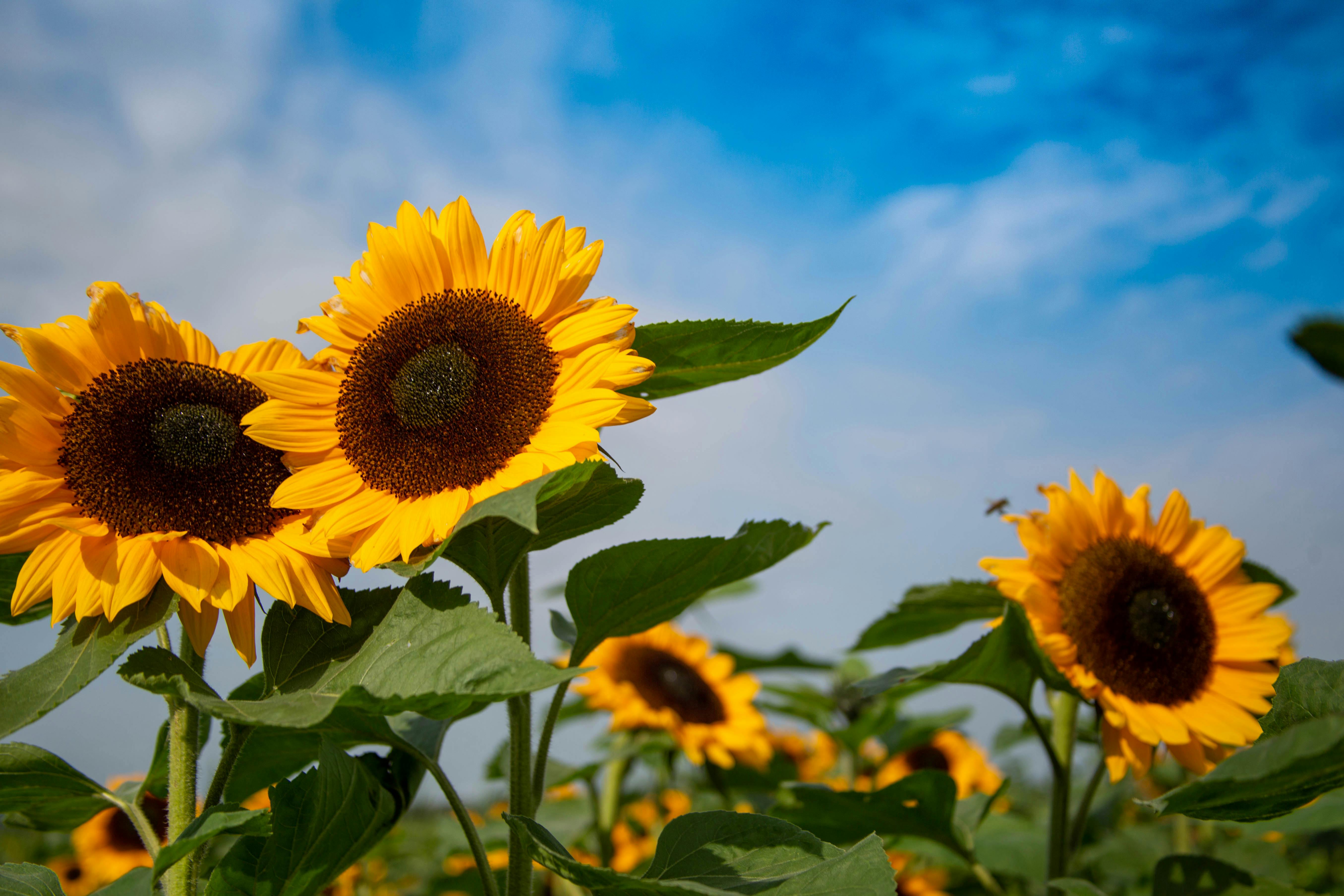 Picture with sunflowers-ひまわり Sunflowers are extraordinarily vivid summer flowers. Known