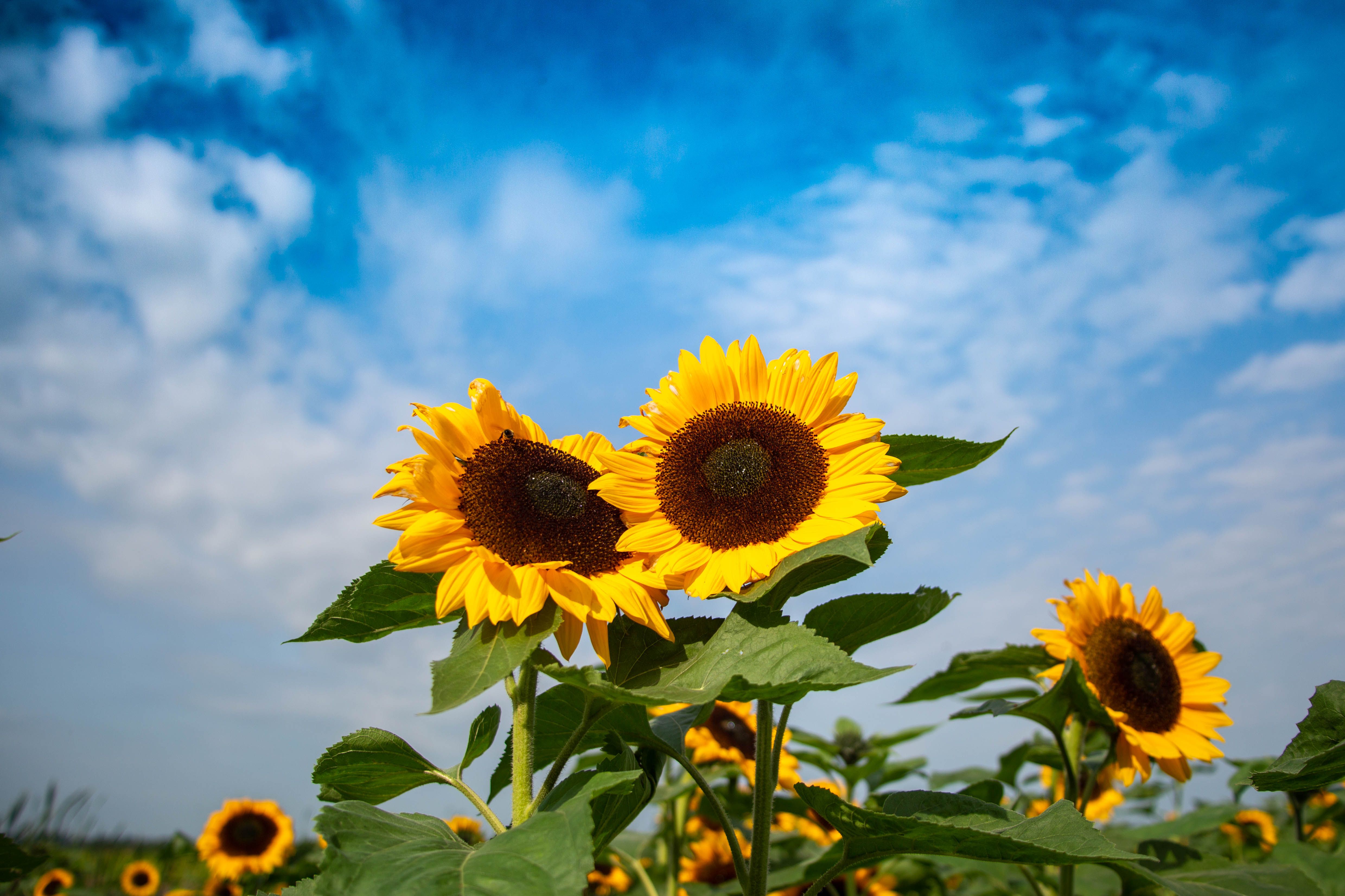 Vibrant Sunflowers Under a Clear Blue Sky · Free Stock Photo