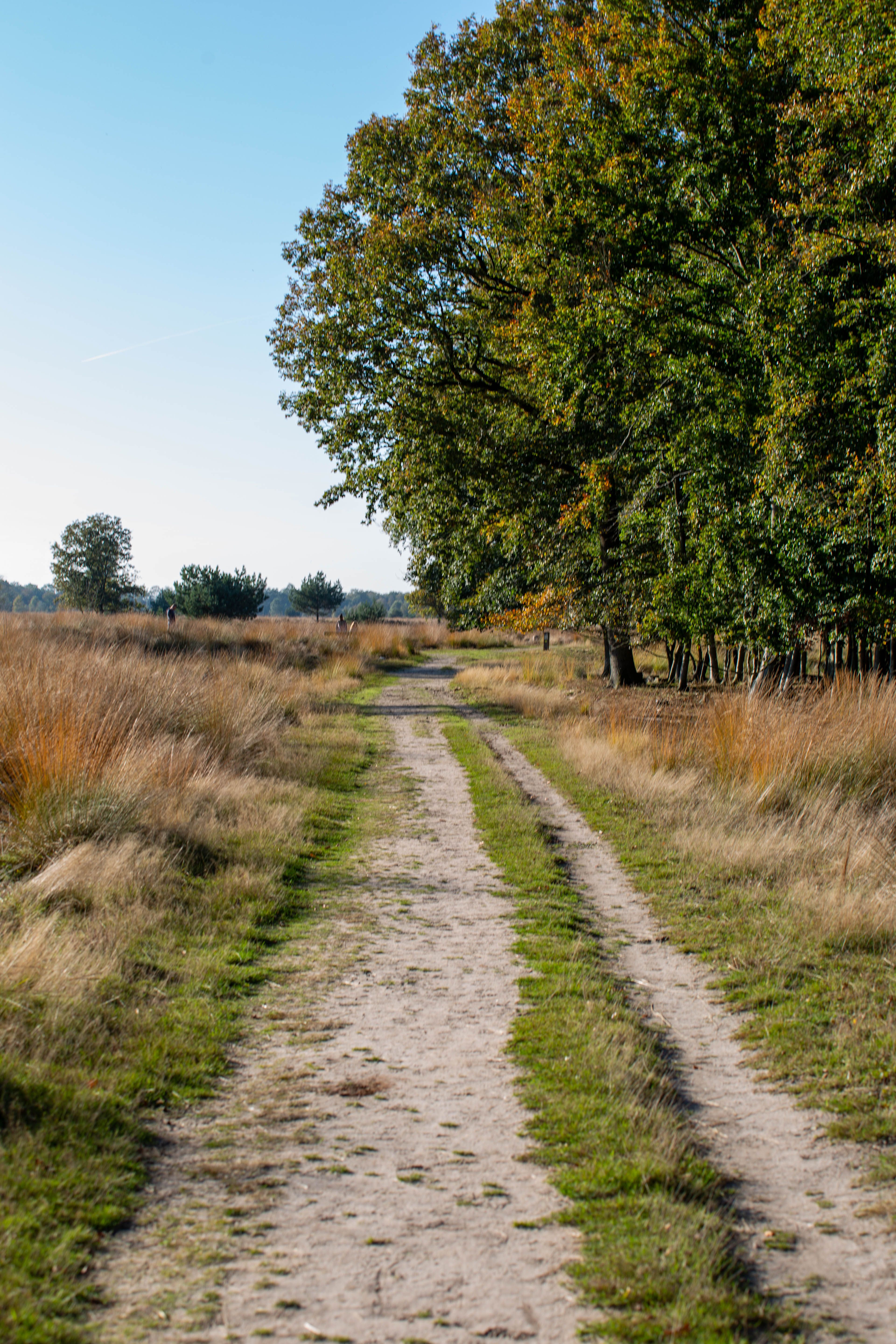 Scenic rural path through heathland and forest during autumn in Drenthe.