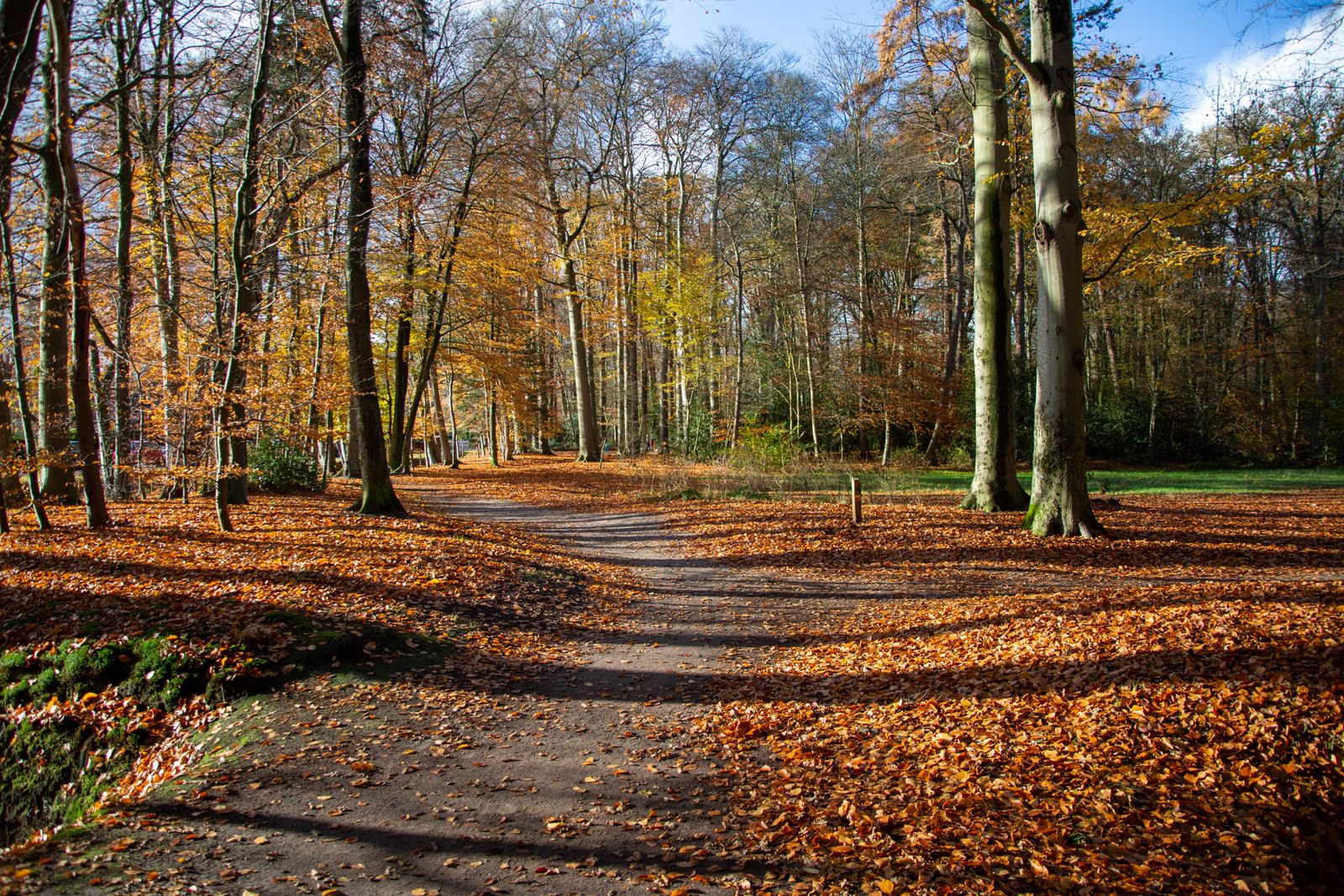 Autumn Leaf Photos, Download The BEST Free Autumn Leaf Stock Photos ...