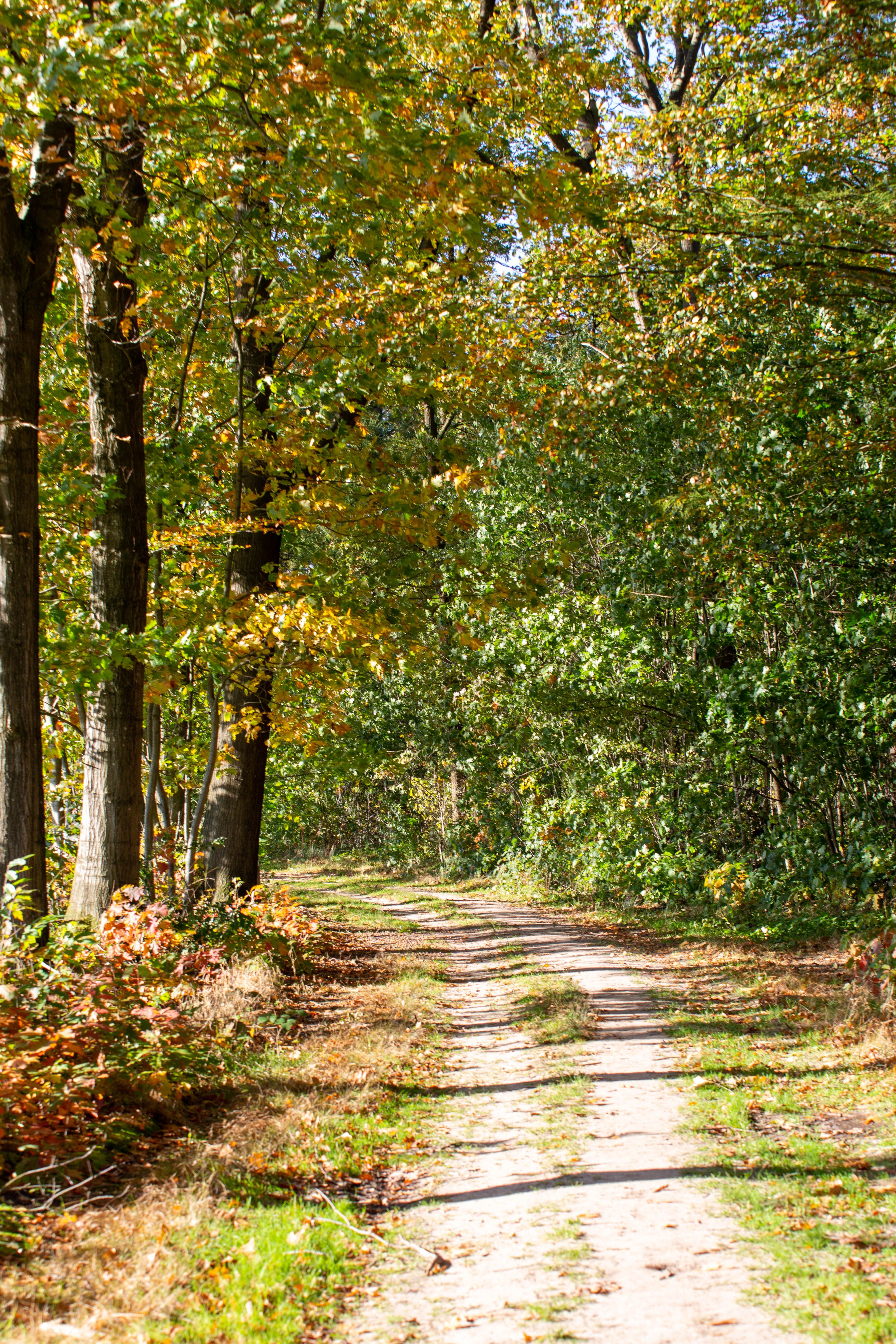 Fall branches photos download the best free fall branches stock photos