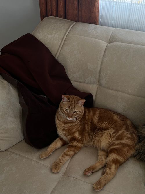 Free A ginger cat lounging comfortably on a cream sofa with a dark blanket in a cozy indoor setting. Stock Photo