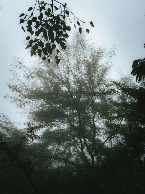 Free Tranquil scene of misty forest foliage in India, evoking calm and serene atmosphere. Stock Photo