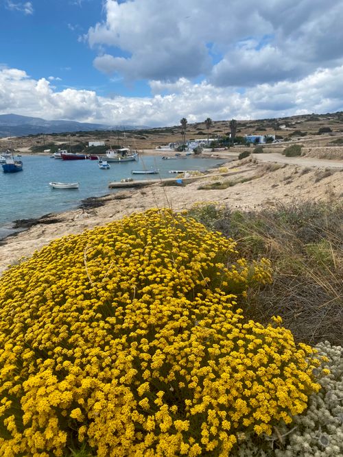 Free Vibrant yellow flowers bloom by the serene Greek coast with boats and blue skies. Stock Photo