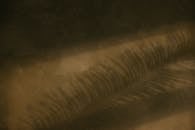 Dramatic Shadow of Palm Frond on Textured Wall