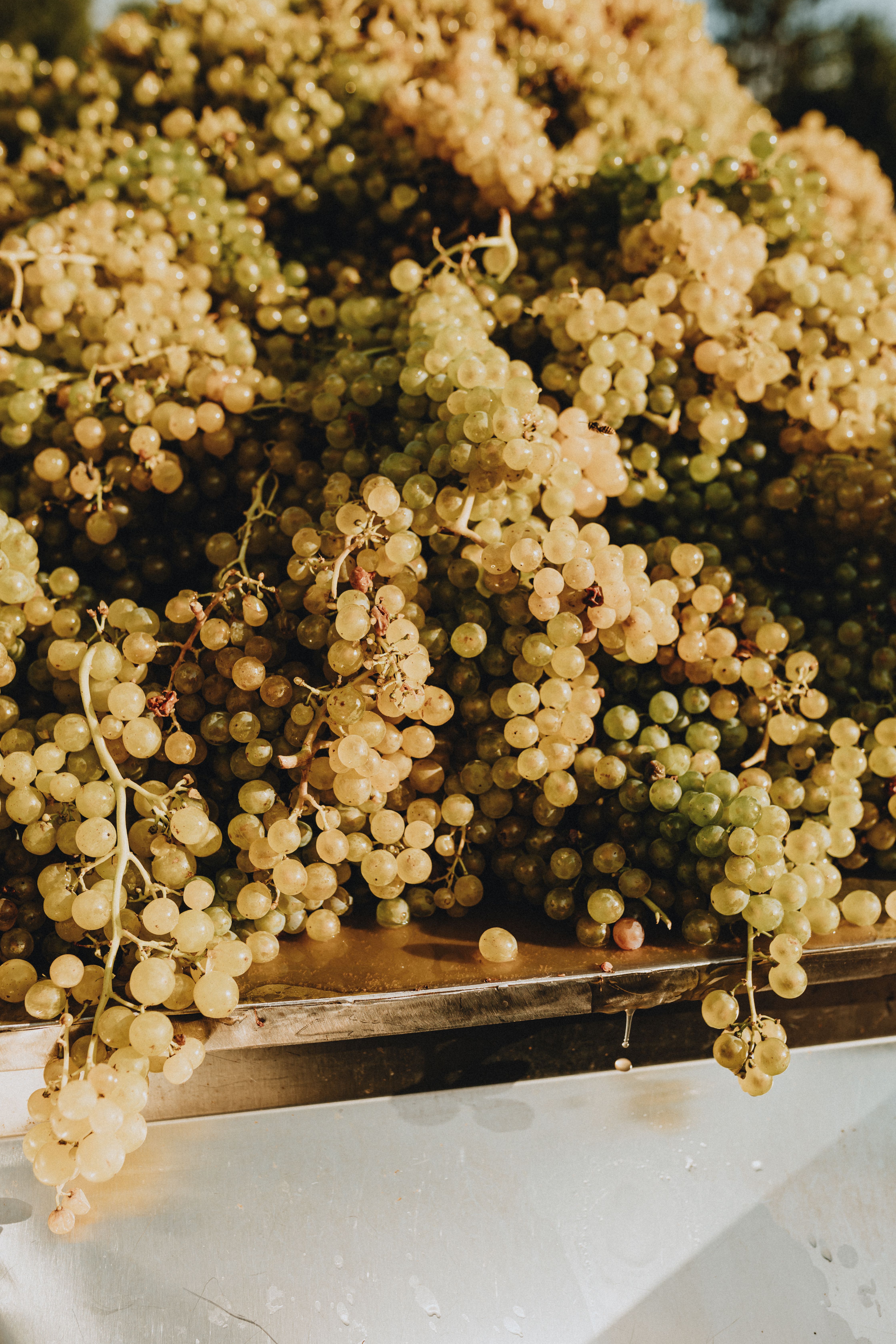 Harvested Green Grapes in Sunlight · Free Stock Photo