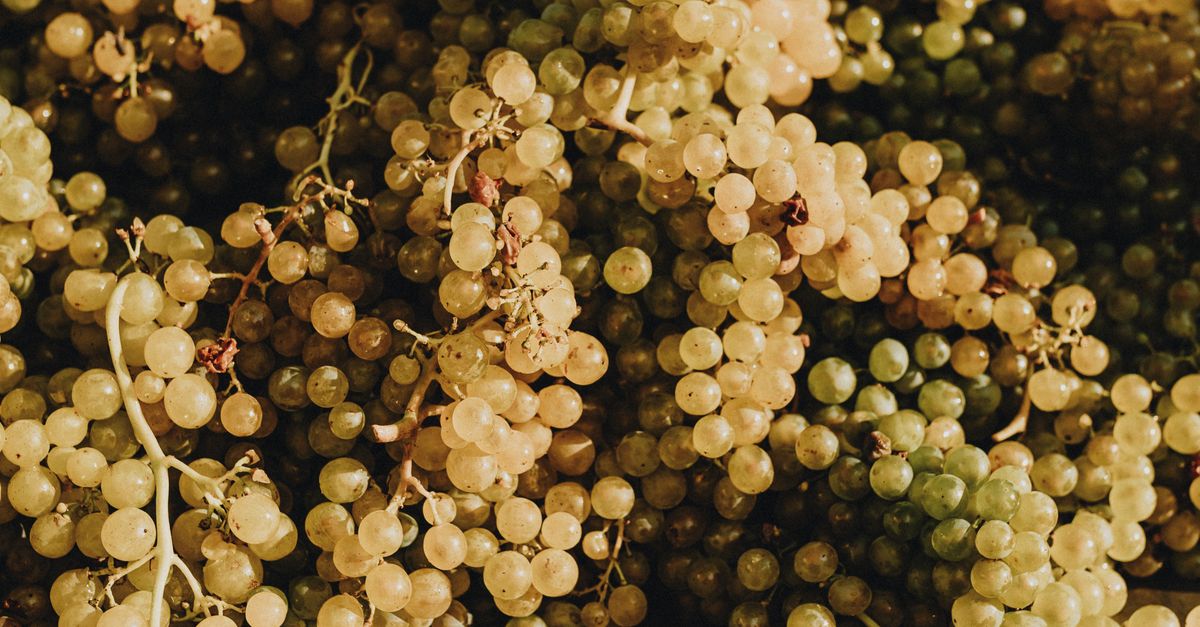 Grape Crop Ripe Harvested Green Grapes in Sunlight · Free Stock Photo