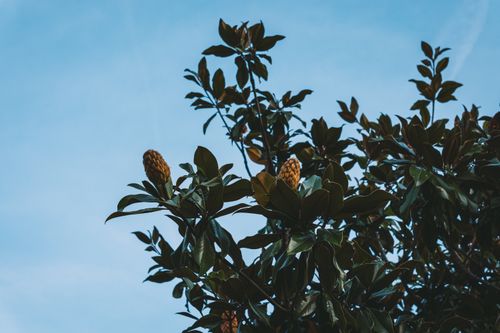 Free Magnolia fruit  Stock Photo