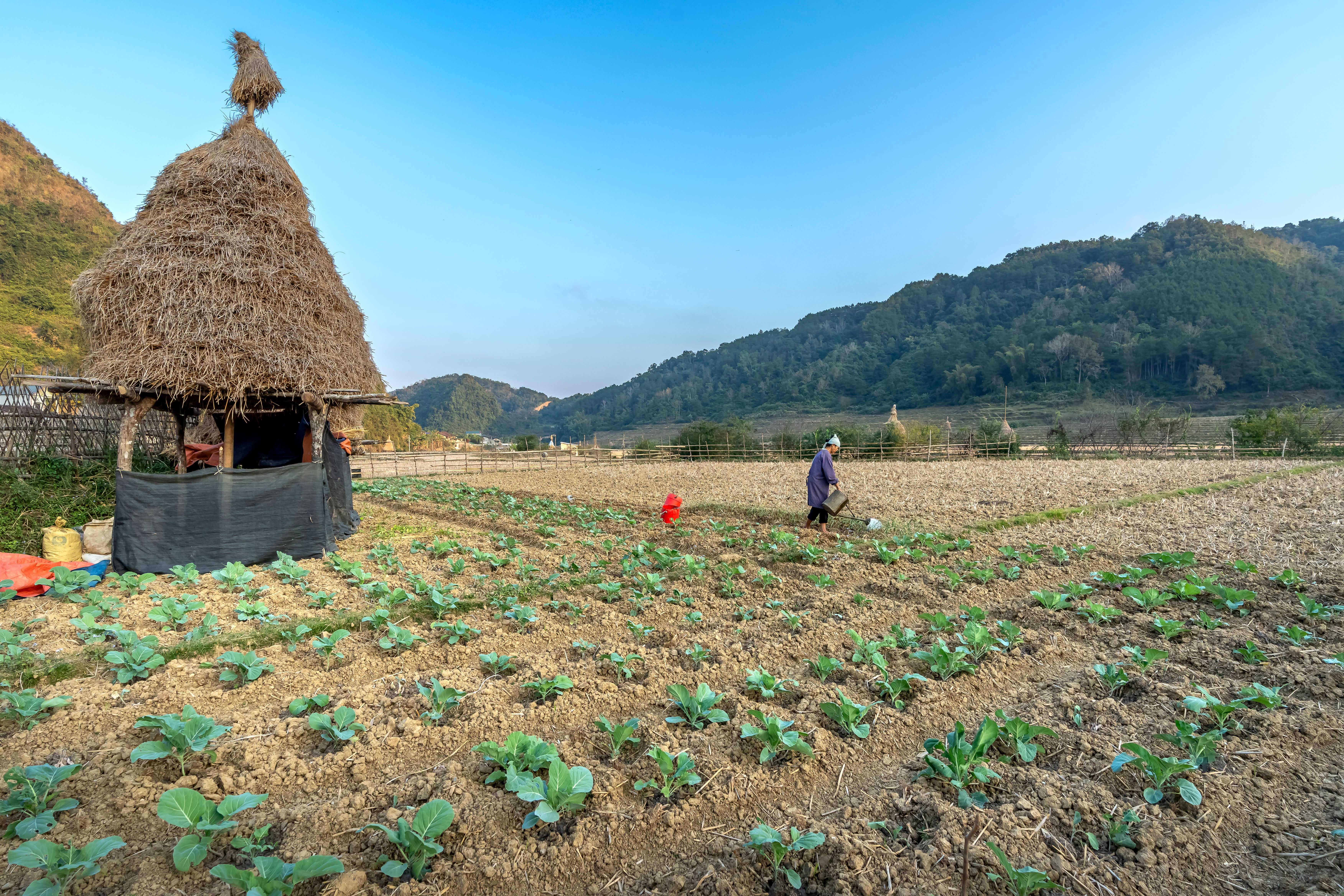 Farmer tending to crops on a rural farm with a traditional thatched hut and mountain backdrop.
