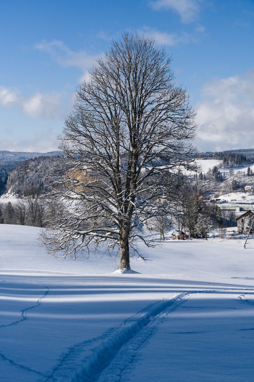 Solitary Snow-Covered Tree in Winter Landscape · Free Stock Photo