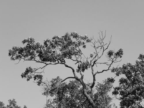 Free Elegant silhouette of a tree in black and white against a clear sky. Stock Photo