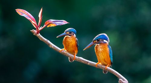 Free Two colorful kingfishers sitting on a branch with lush green background. Stock Photo