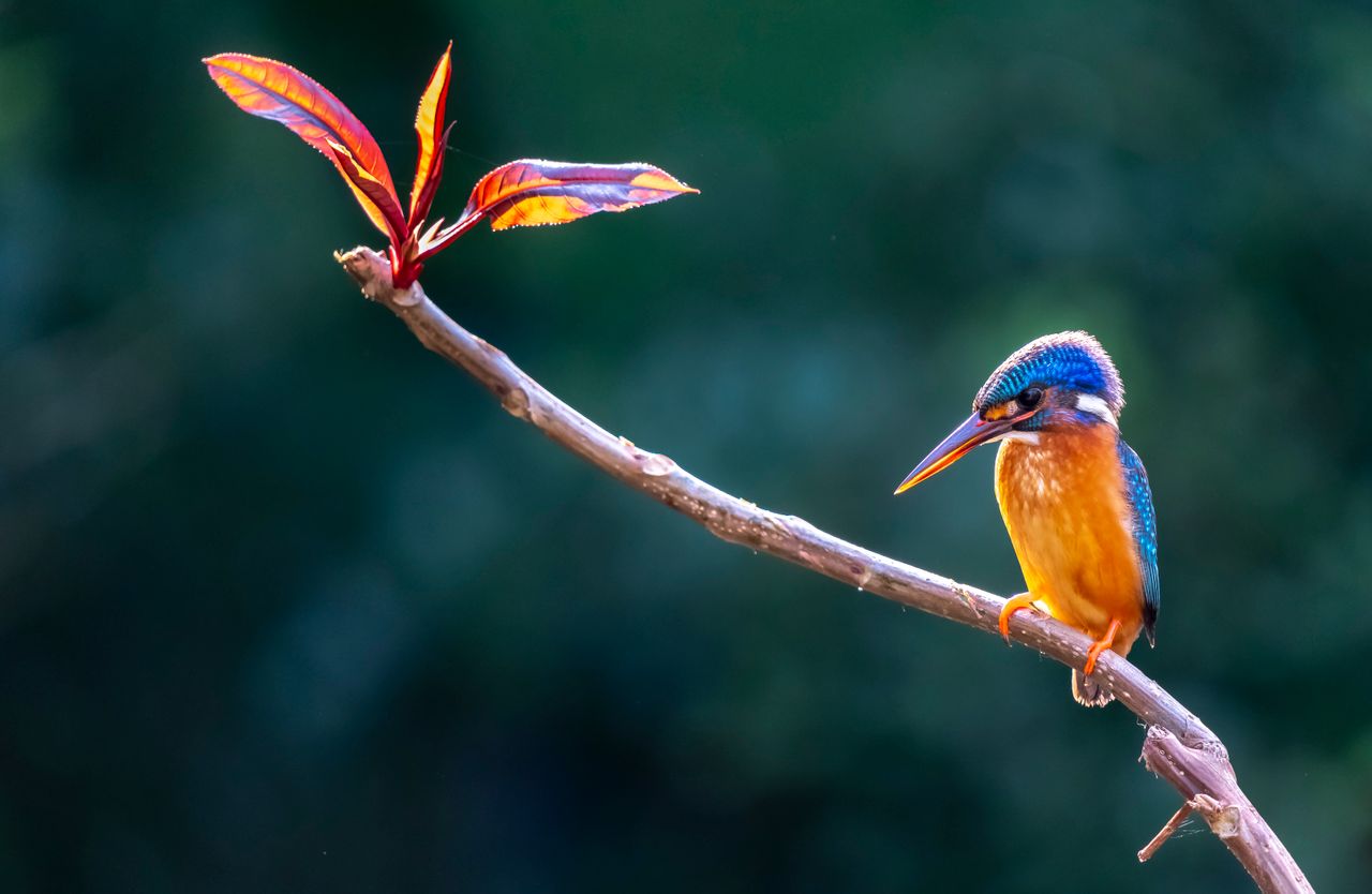 a vibrant kingfisher perched on a branch next to colorful leaves showc